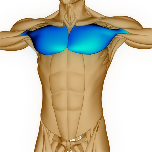 istock Human Muscular System Torso Muscles Pectoral Muscles Anatomy 1443875159