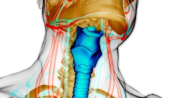 istock Human Respiratory System Larynx and Pharynx Anatomy 1443875247