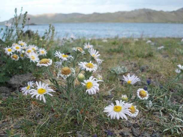 Wild daisies in the lonely steppe by vast Terkhiin Tsagaan lake, Arkhangai province, Mongolia. stock photo