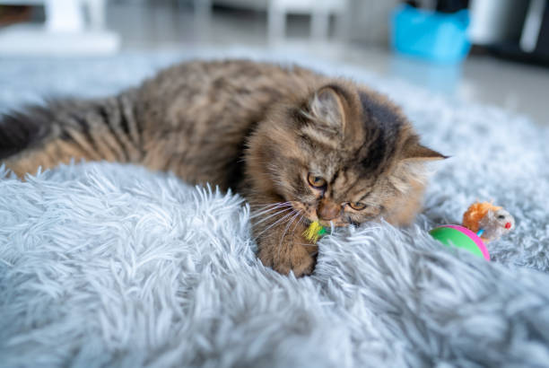 Lovely Cat playing with toy at home stock photo