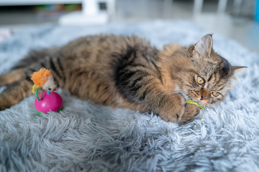 Lovely beautiful cat playing with toy at home with happiness