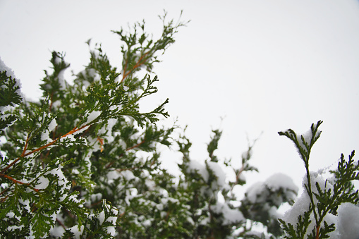 Snow-covered cedar branch