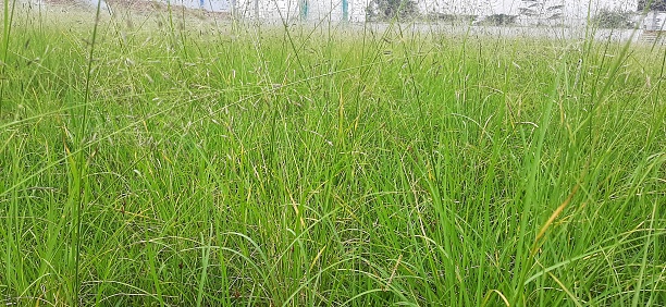 Beautiful long grass on the field in the morning from the side, Bandung November 23, 2022