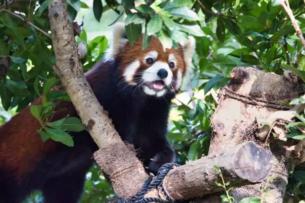 Photo of Cute red panda with fluffy fur