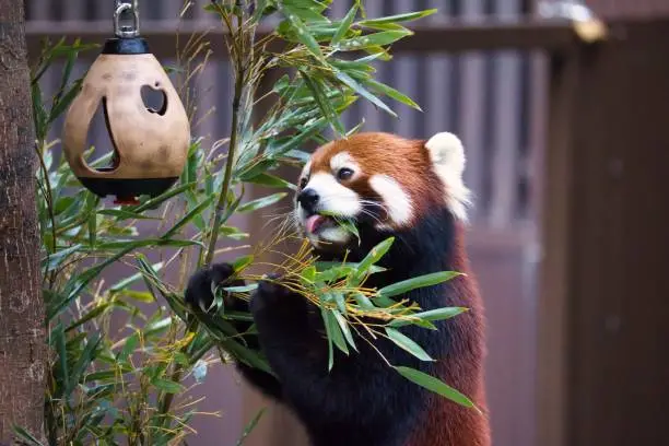 Photo of Cute red panda with fluffy fur