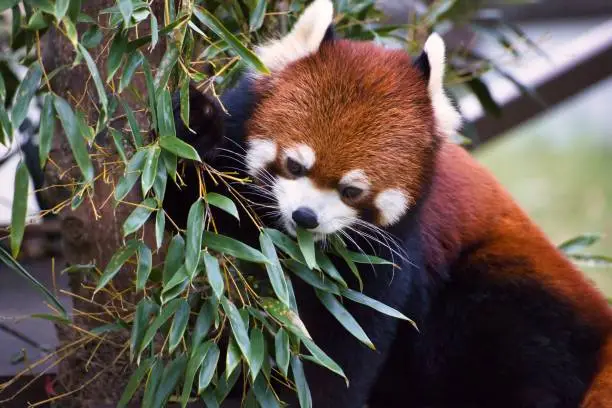 Photo of Cute red panda with fluffy fur