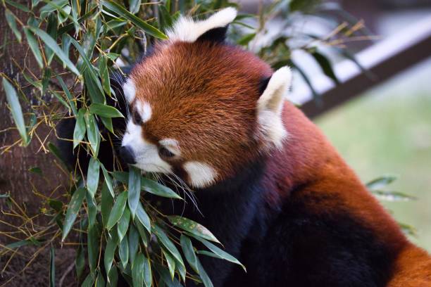istock Cute red panda with fluffy fur 1443882461