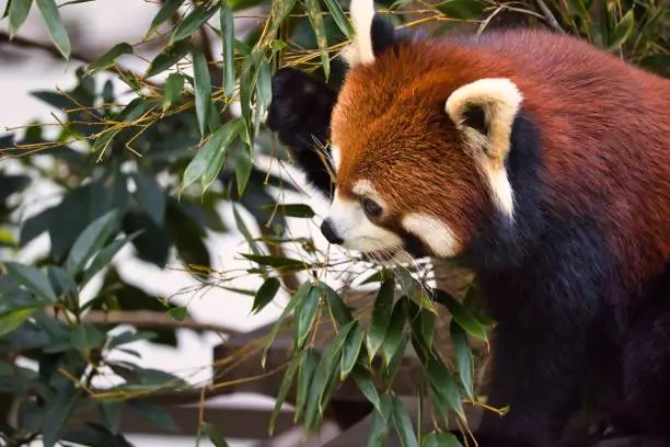 Photo of Cute red panda with fluffy fur