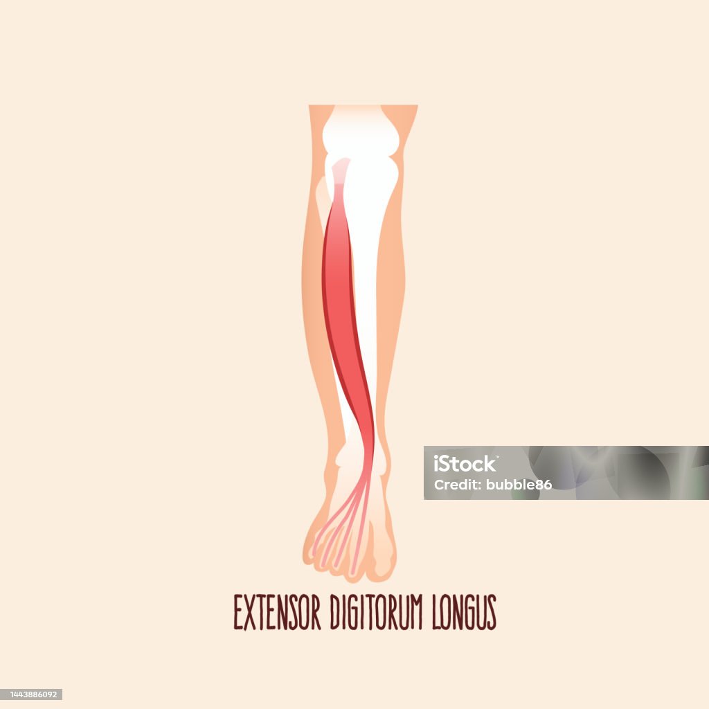 Extensor Digitorum Longus Stock Illustration - Download Image Now ...