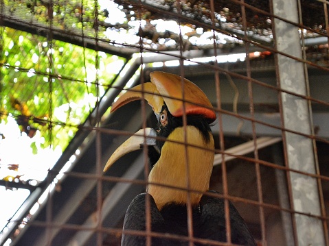 A hornbill was kept behind the fence and yelled with its huge bill wide open. It looked like it was yelling “let me out!!!”.