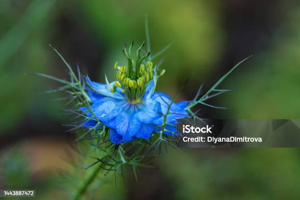 Black Cumin Or Nigella Sativa Or Black Caraway Roman Coriander Flower Macro Selective Focus Copy Space Stock Photo - Download Image Now