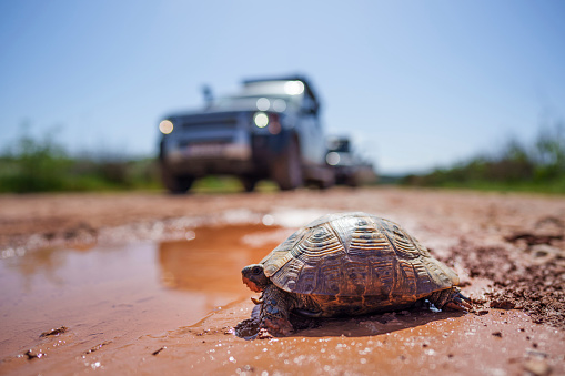 A turtle on a muddy track, in front of some 4x4 vehicles.