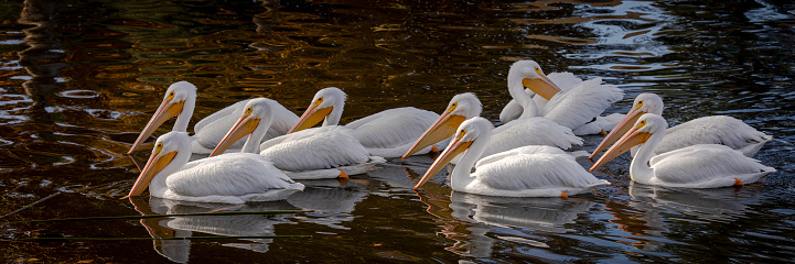 Flock of nine white pelicans swimming in the water at Santee Lakes in California. Banner