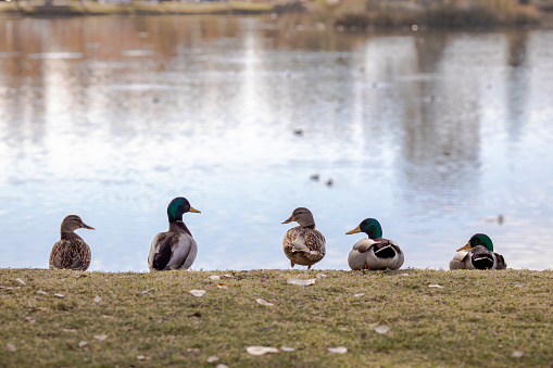View from behind of five mallard ducks sitting in line on the lakeshore with blurred water on the background and blurred grass in the foreground