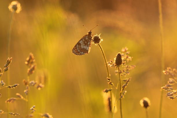 istock A Butterfly on a flower 1443895647
