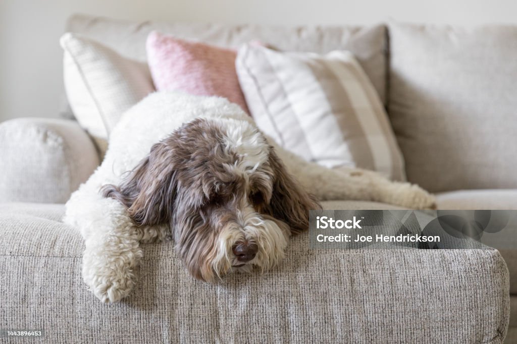 A labradoodle laying with its head down. A large labradoodle puppy laying on the a light colored couch with its head down. Doodle Stock Photo