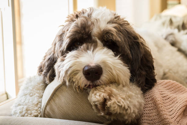 un labradoodle sdraiato su un divano. - golden retriever friendship white small foto e immagini stock