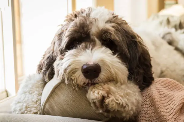 Photo of A labradoodle laying on a couch.