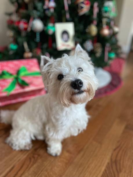 istock Cute westie dog puppy christmas tree 1443901179
