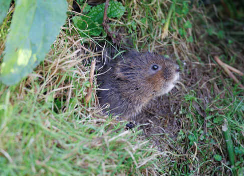 The European water vole or northern water vole, is a semi-aquatic rodent. It is often informally called the water rat, though it only superficially resembles a true rat