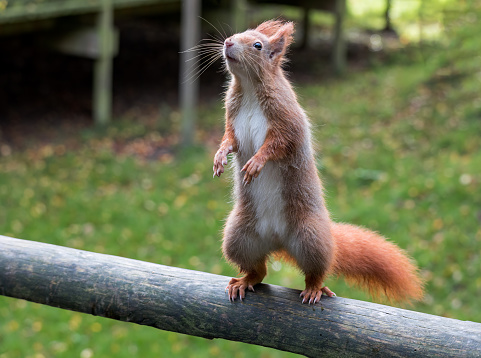 The red squirrel is a species of tree squirrel in the genus Sciurus common throughout Europe and Asia. The red squirrel is an arboreal, primarily herbivorous rodent. In Great Britain, Ireland, and in Italy numbers have decreased drastically in recent years