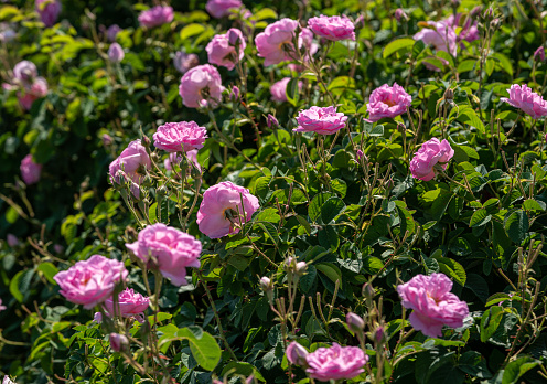 Pink rose bush in the evening sun