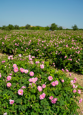 crimean pink Damask rose bush closeup on field background, local focus, shallow DOF