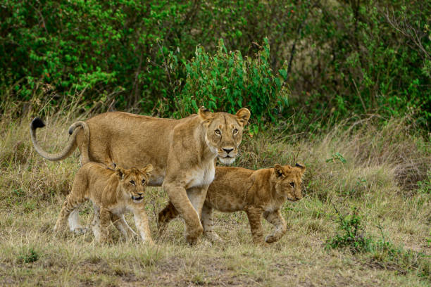 Lioness with two cubs walking stock photo