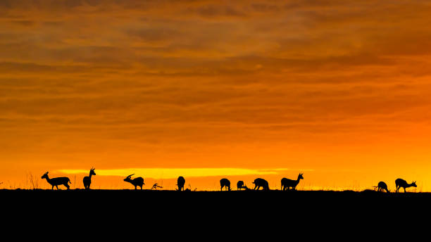 istock Impala herd silhouette against morning sunrise. 1443903746