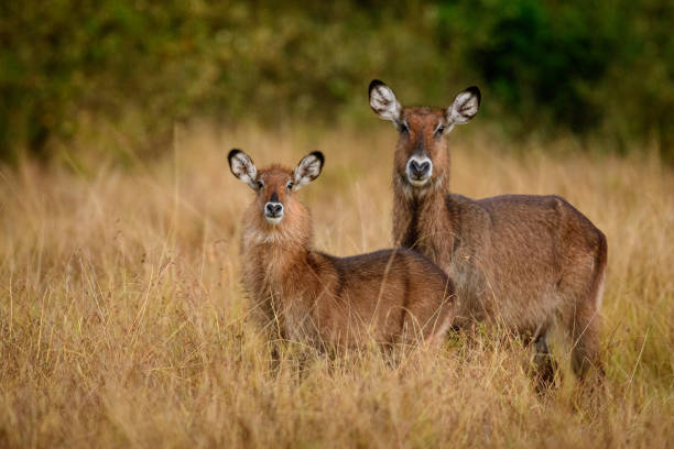 Waterbuck mother and baby stock photo
