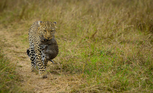 Leopard with newborn baby in her jaws stock photo