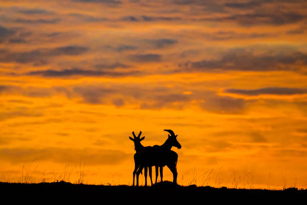 Topi antelope silhouette stock photo