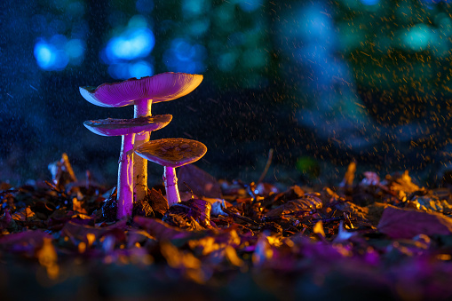Beautifully colorfully highlighted mushrooms with splashing water drops in contrasting colors
