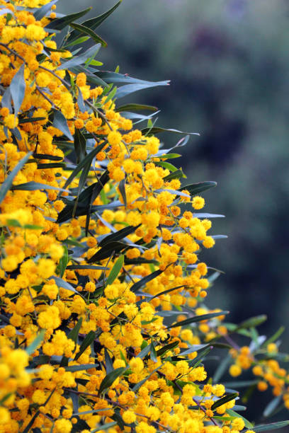 20+ Acacia Confusa Stock Photos, Pictures & Royalty-Free Images
