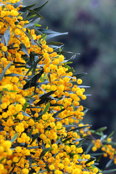 Small Philippine acacia, or Acacia confusa yellow flowers on a tree stock photo