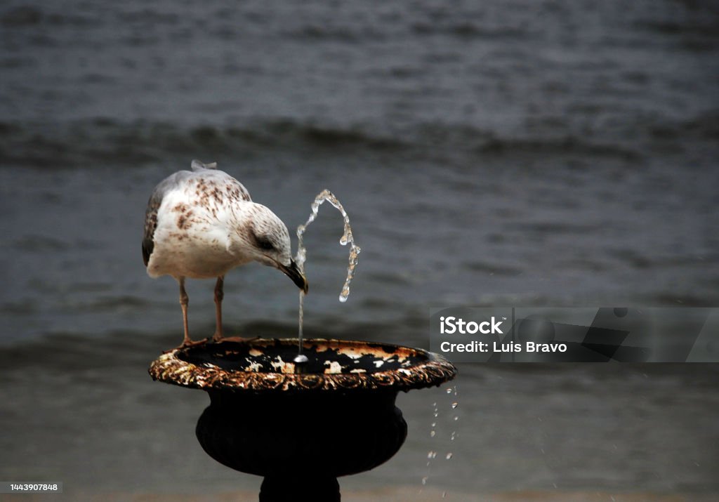 Seagull Seagull drinking in a fountain in Vigo (Spain) Animal Stock Photo