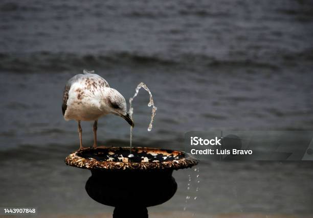 Seagull Stock Photo - Download Image Now - Animal, Animal Wildlife, Animals In The Wild
