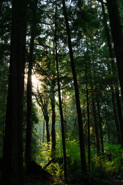 istock Forest in the rising sun 1443909115