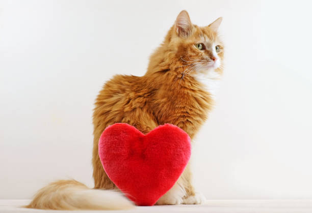 istock Ginger cat and plush red heart toy on white background 1443910322