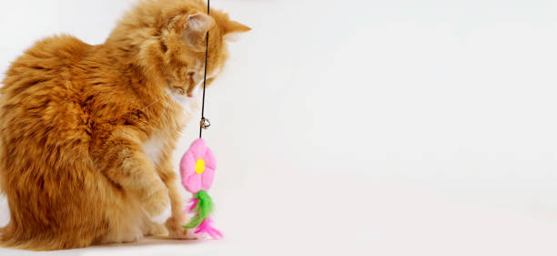 istock Ginger cat playing with a feather toy on white background, with copy space 1443910351