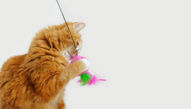 istock Ginger cat playing with a feather toy on white background, with copy space 1443910380