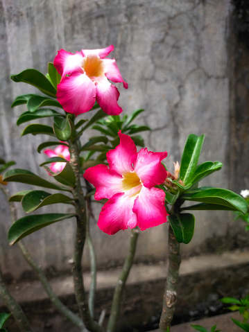 Adenium obesum flower can live in arid and hot places. Not only flowers and stems, the hump is also made to be used as an ornamental plant.