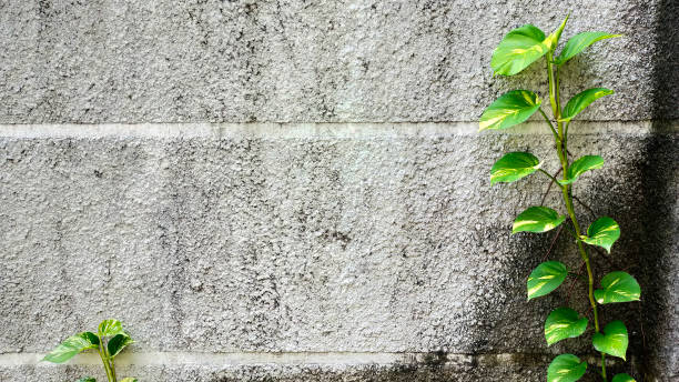 istock Epipremnum aureum, know as devils ivy can creeping on the wall and on the ground. 1443914407
