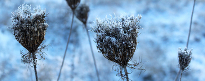 Frozen plants under the snow in winter.
