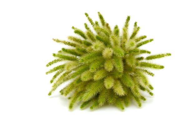 Bouquet of wild setaria viridis flower