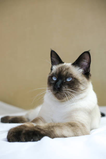 istock Fluffy Siamese cat with blue eyes sitting on the couch against a beige background. Vertical image. 1443917907