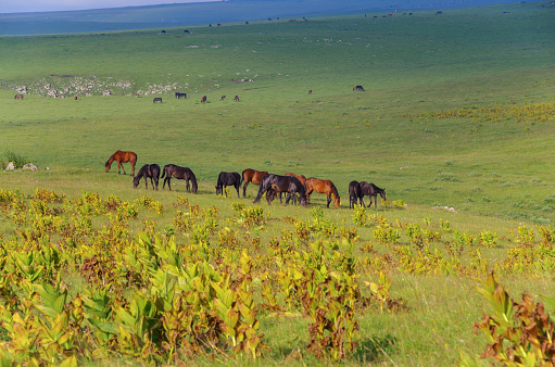 Before sunset. Horses grazing in meadow. Nature and travel. Russia, Caucasus, Karachay-Cherkessia