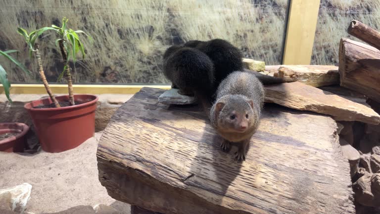 Black gray mink animals sit on the trunk of a tree in the zoo. View through the window.