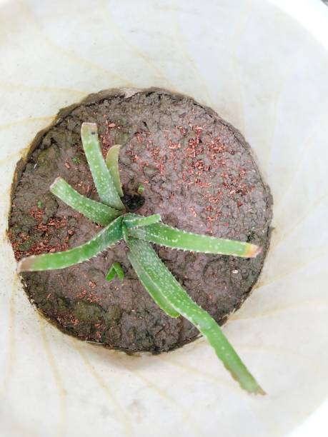 istock Aloe vera plant in pot 1443921926