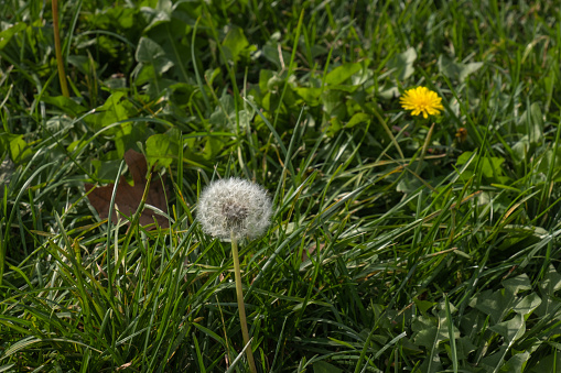 Bright yellow early springtime dandelion flowers blossoming in morning sunlight in western New York State.